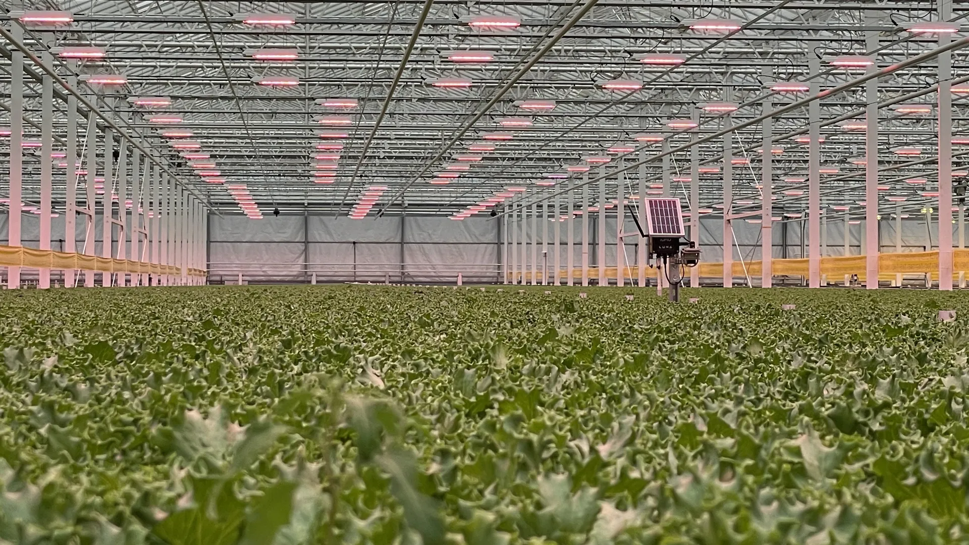 Controlled environment tvs automated lettuce production